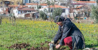 2020 yılında 363 bin meyve fidanı dağıtıldı