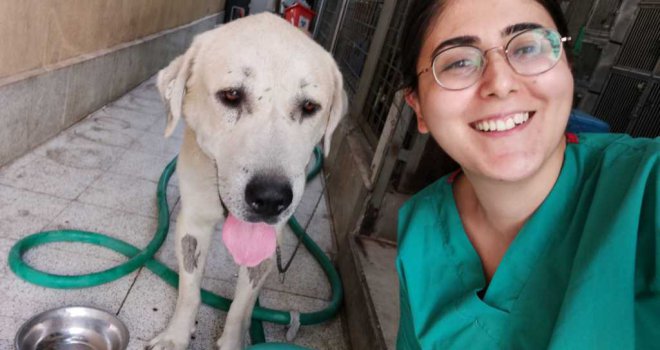 ​Umut kesilen köpeği Büyükşehir veterinerleri hayata döndürdü