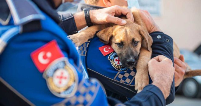 ​Aracın çarptığı yavru köpeği zabıta sahiplendi