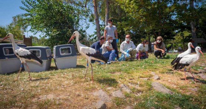 Doğal Yaşam Parkı'nda tedavi edilen leylekler doğaya bırakıldı