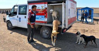 BÜYÜKŞEHİR'DEN PATİPARK'A LOJİSTİK DESTEK