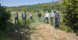 Mersin Büyükşehir'den Kaliteli ve Genetiği Değiştirilmemiş Buğday Üretimine Destek