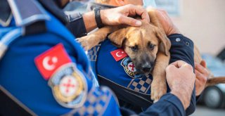 ​Aracın çarptığı yavru köpeği zabıta sahiplendi