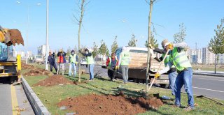 Büyükşehir 220 günde 5 bin ağaç dikti