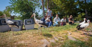 Doğal Yaşam Parkı'nda tedavi edilen leylekler doğaya bırakıldı