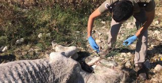 Ölüme Terk Edilen Atlar, Tarsus Doğa Parkı'nda Hayata Tutundu